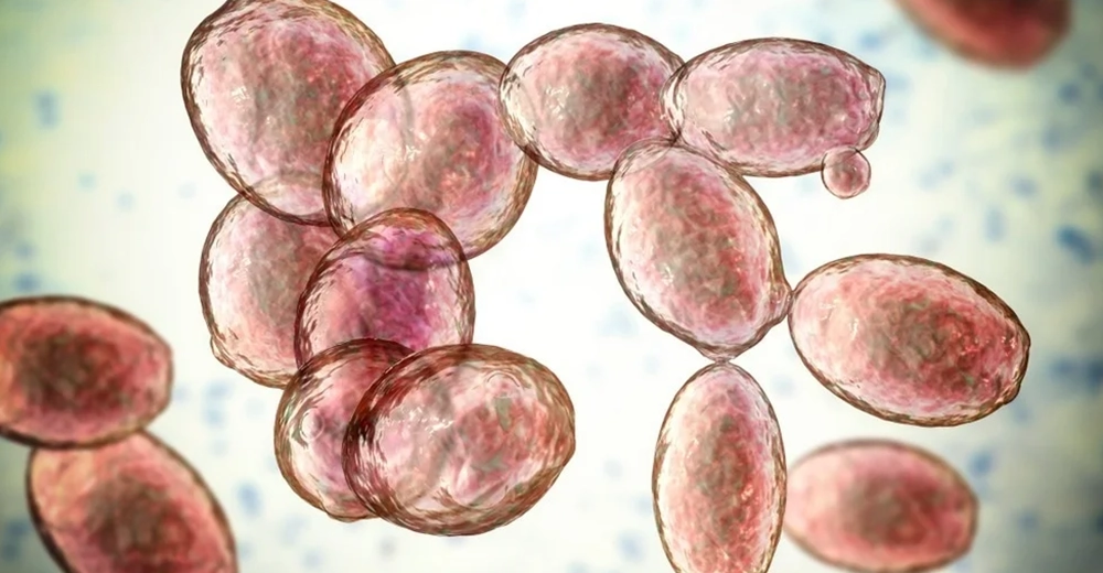 乳酸菌・納豆菌・酵母の共棲発酵産物　新発想の口腔ケアサプリ、原料供給も