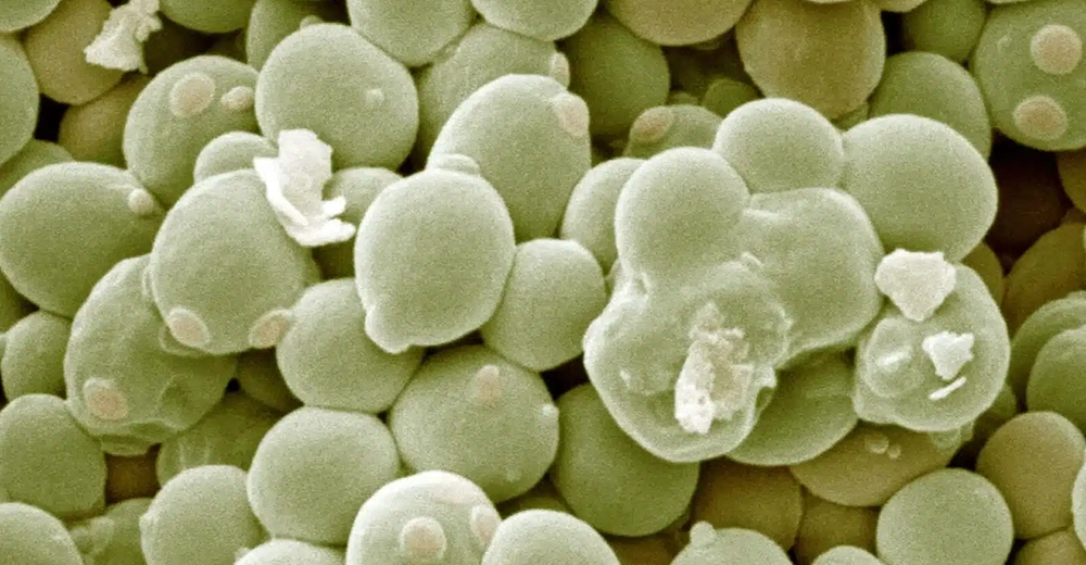 乳酸菌・納豆菌・酵母の共棲発酵産物　腸内環境改善など明らかに